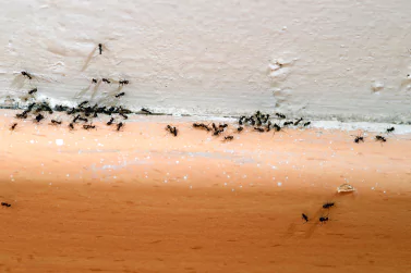 Ant Control Sandringham