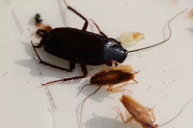 Cockroach Control Sandringham
