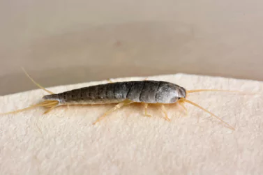 Silverfish Control Sandringham