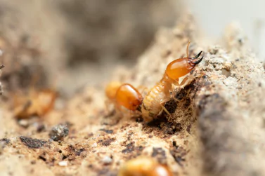 Termite Control Sandringham