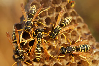 Wasp Control Sandringham